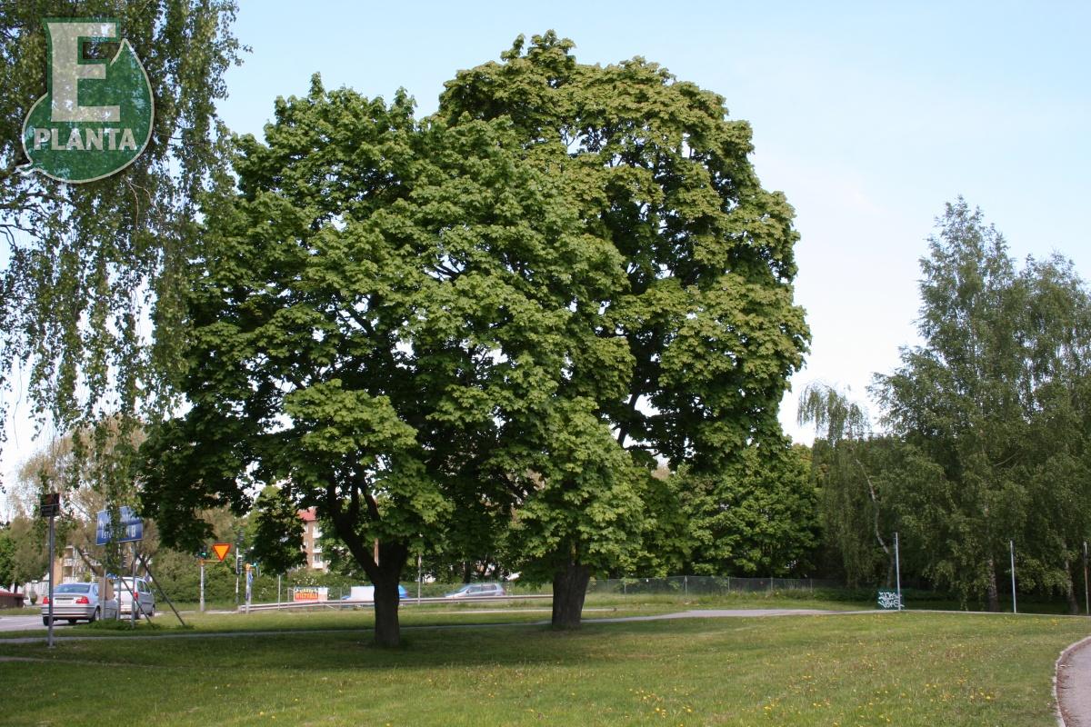Acer platanoides Fk Ultuna E skogslönn Fk Ultuna E  Utr 200-250 Co - 3