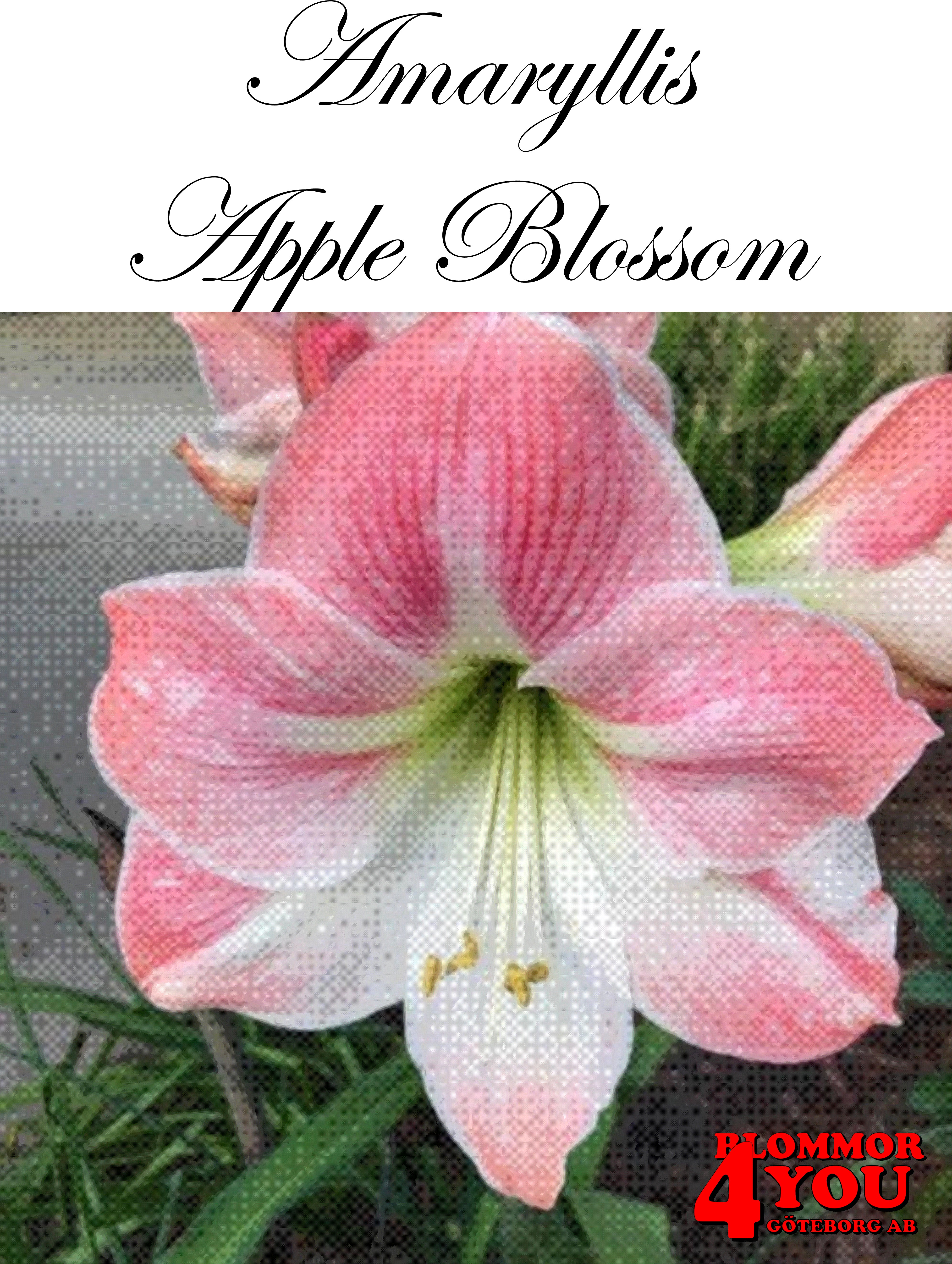 7543  Amaryllis  Apple Blossom   Lökstorlek: *28/30