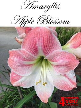 Amaryllis  Apple Blossom   Lökstorlek: *28/30