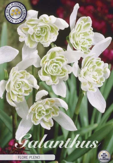 84470  GALANTHUS  FLORE PLENO