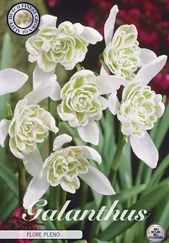84470  GALANTHUS  FLORE PLENO