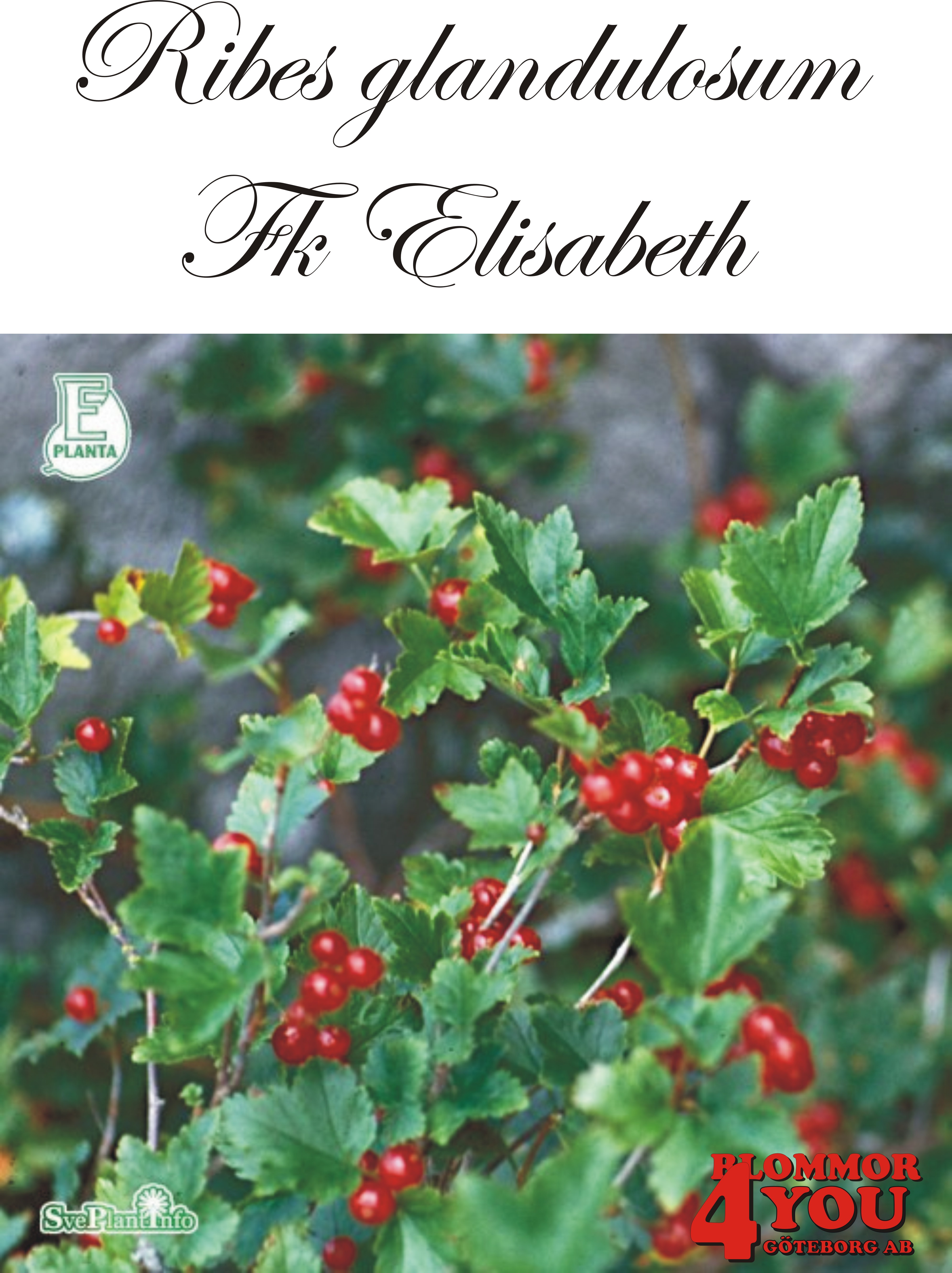 Krypmåbär Ribes alpinum Fk Elisabeth E  Busk C3,5