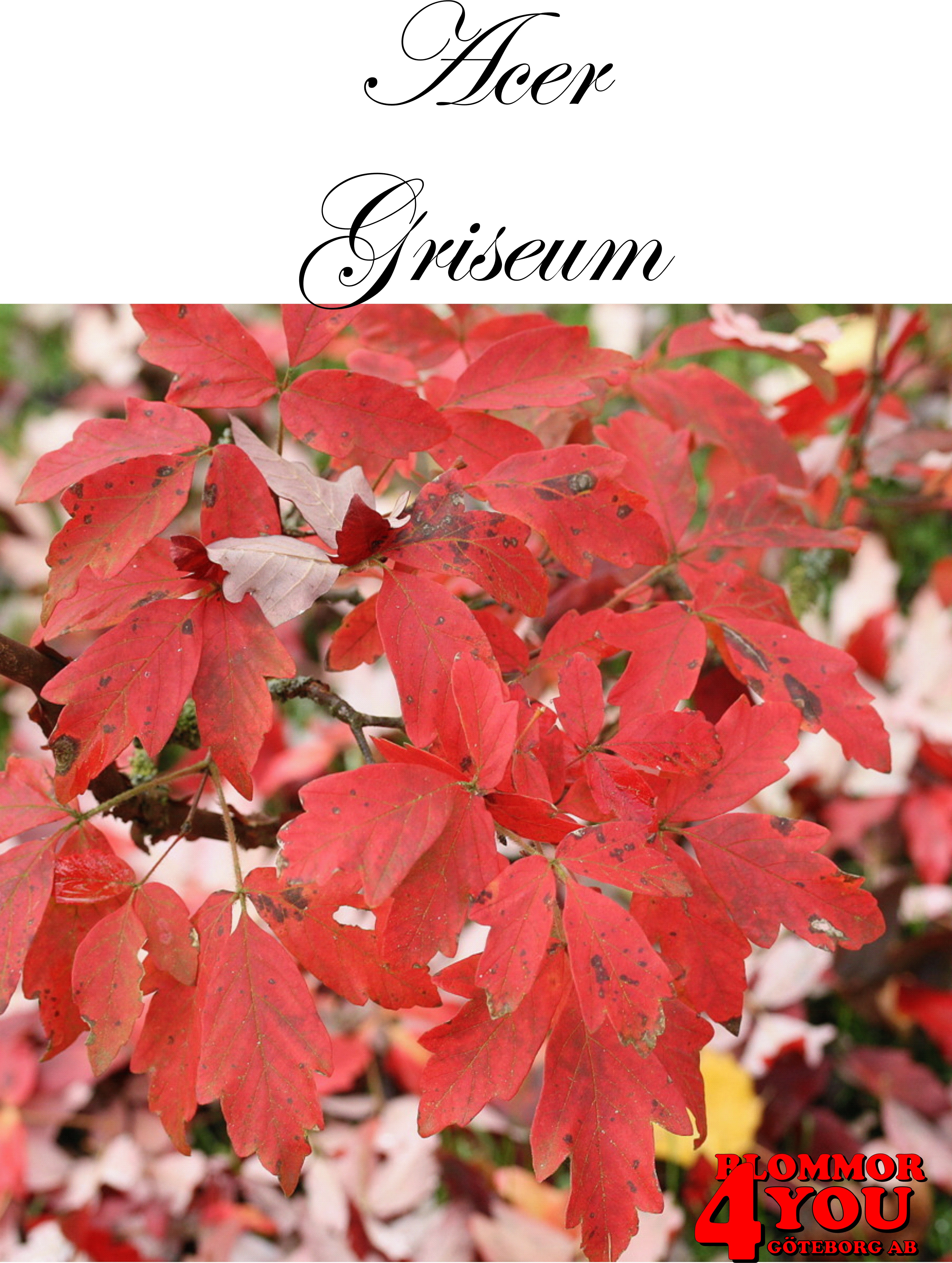 Acer griseum/kopparlönn  Busk 60-80 Co