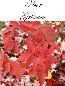 Acer griseum/kopparlönn  Busk 60-80 Co