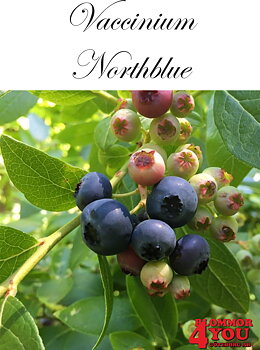 Amerikanskt blåbär  Vaccinium (Angustifolium) Northblue (EPS-cert) Busk C3,5