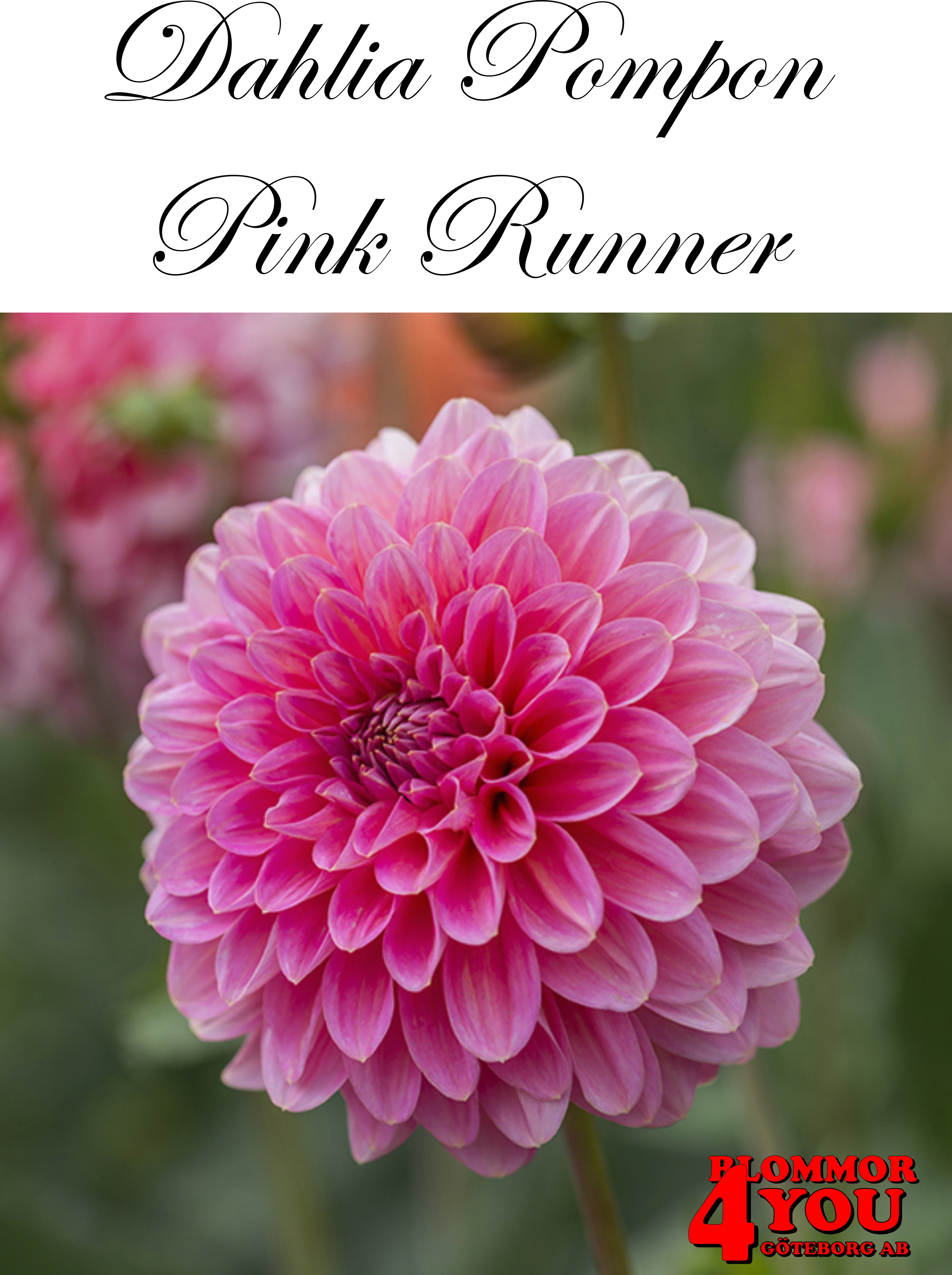 Dahlia Pink Runner