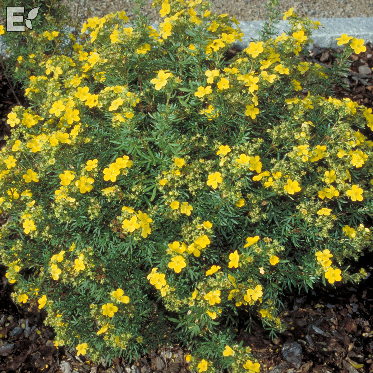 Dasiphora (Fruticosa) Goldfinger E  Häck C1  KRUKODLAD