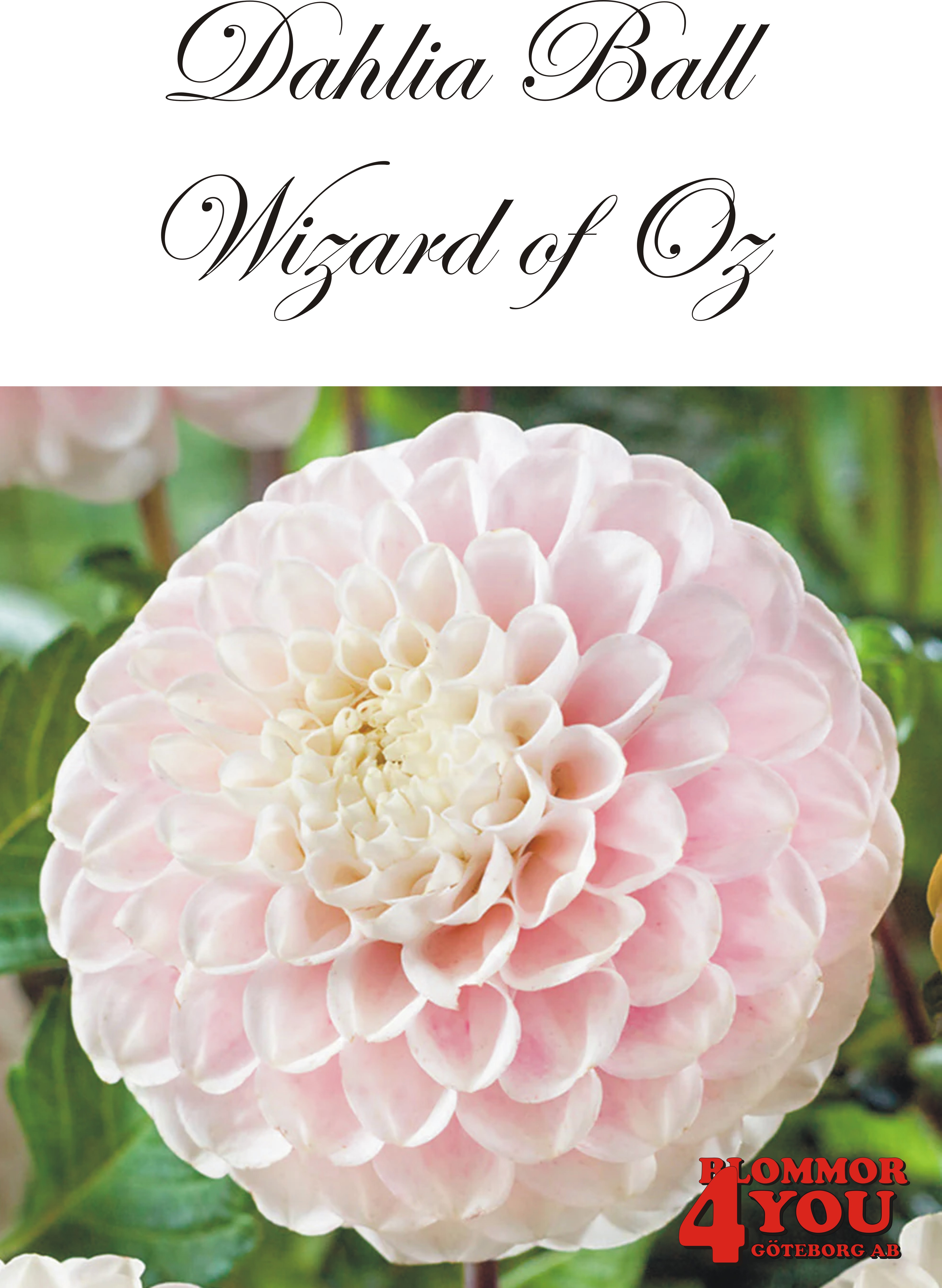 Dahlia Wizard of Oz
