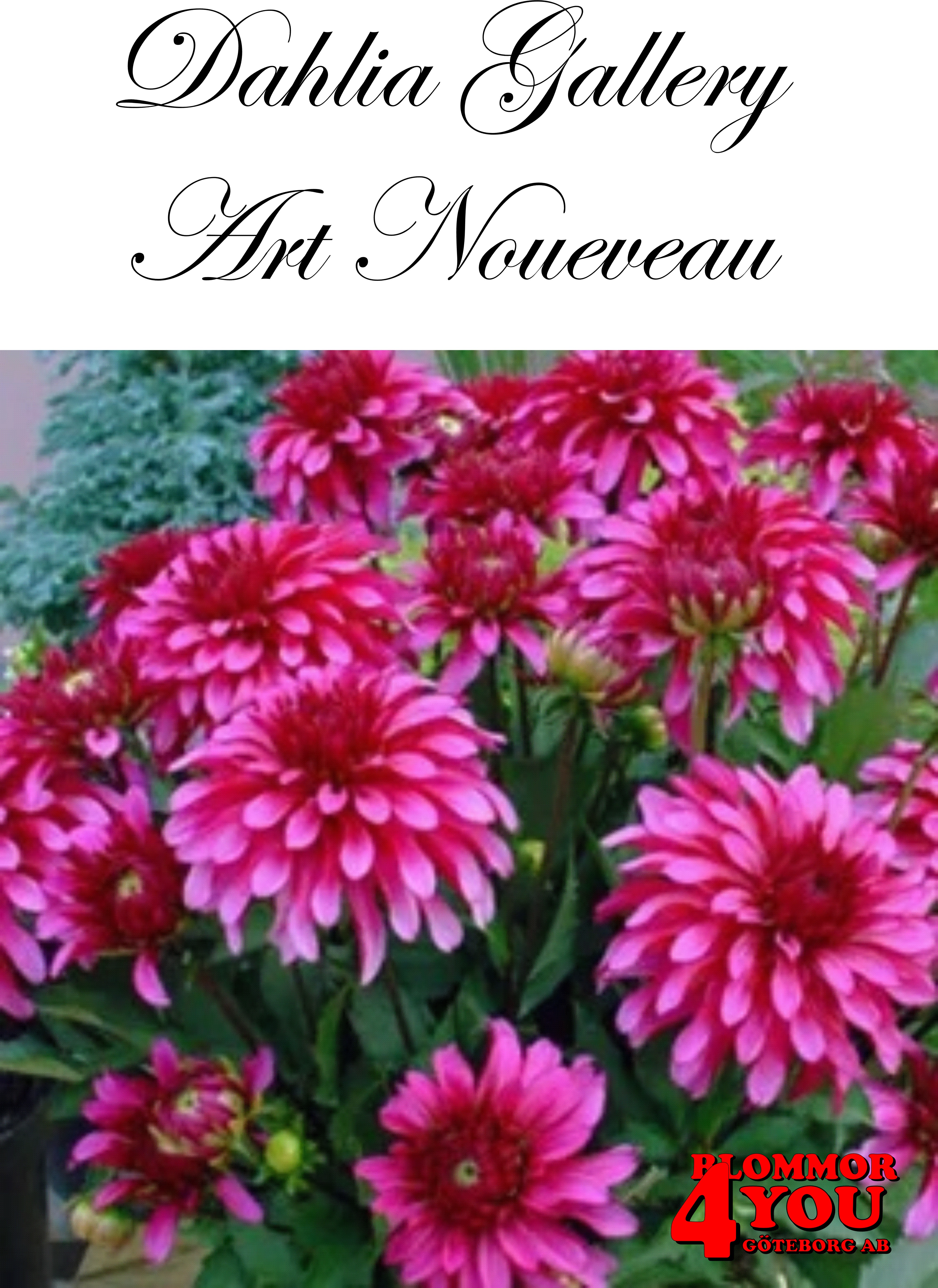 Dahlia Art Noueveau