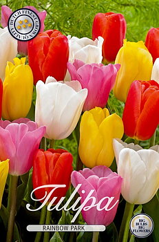 10365  TULIPA  RAINBOW PARK  Antal lökar   20.St  Storlek  12/+