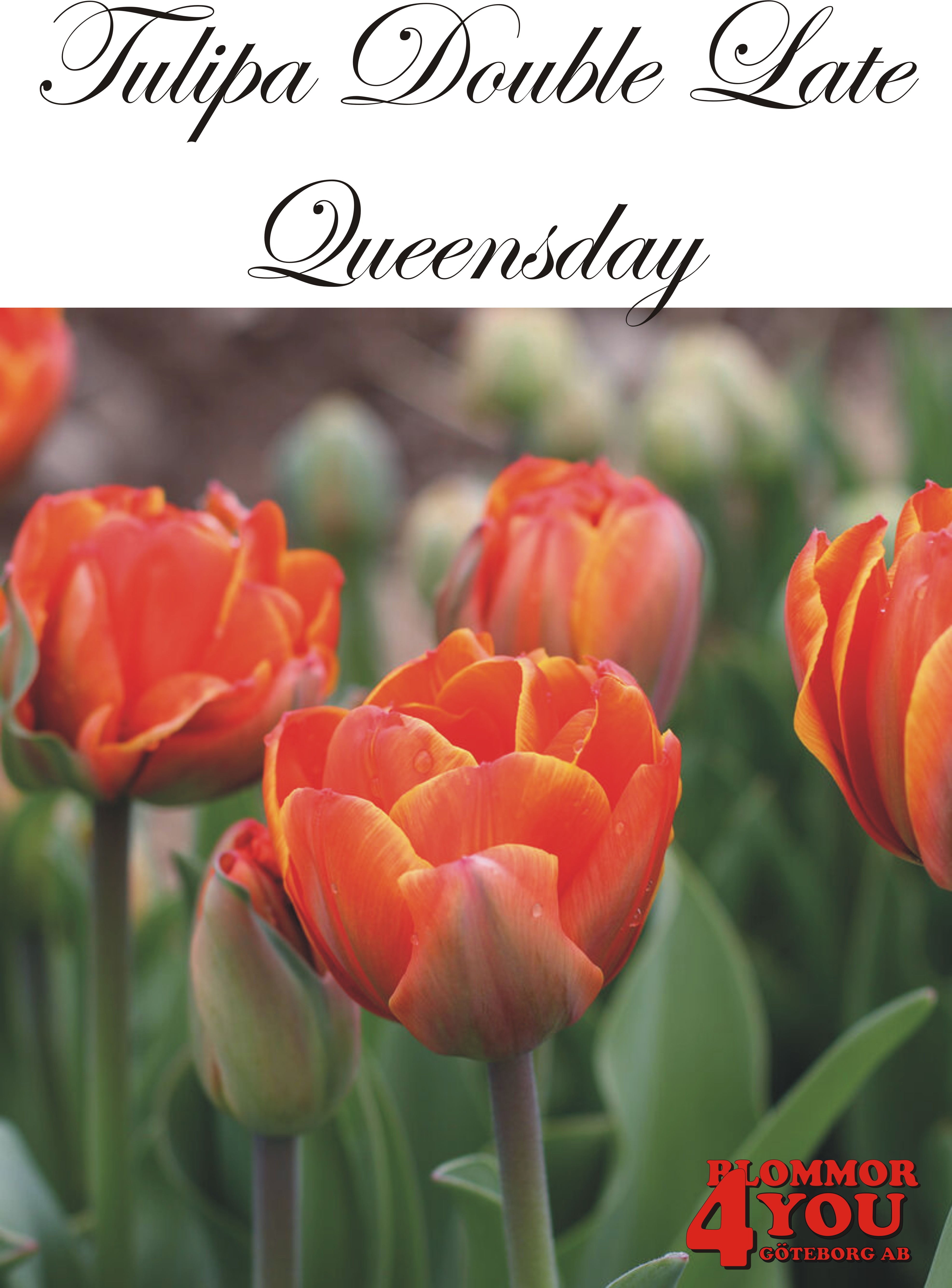 80771  QUEENSDAY      DUBBEL SENTULPAN