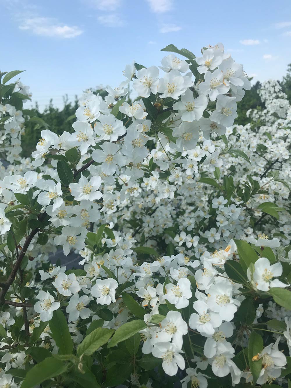 Malus toringo var. sarg. Fk Eskilstuna E  Häck C1    30-50  CM   KRUKODLAD - 2