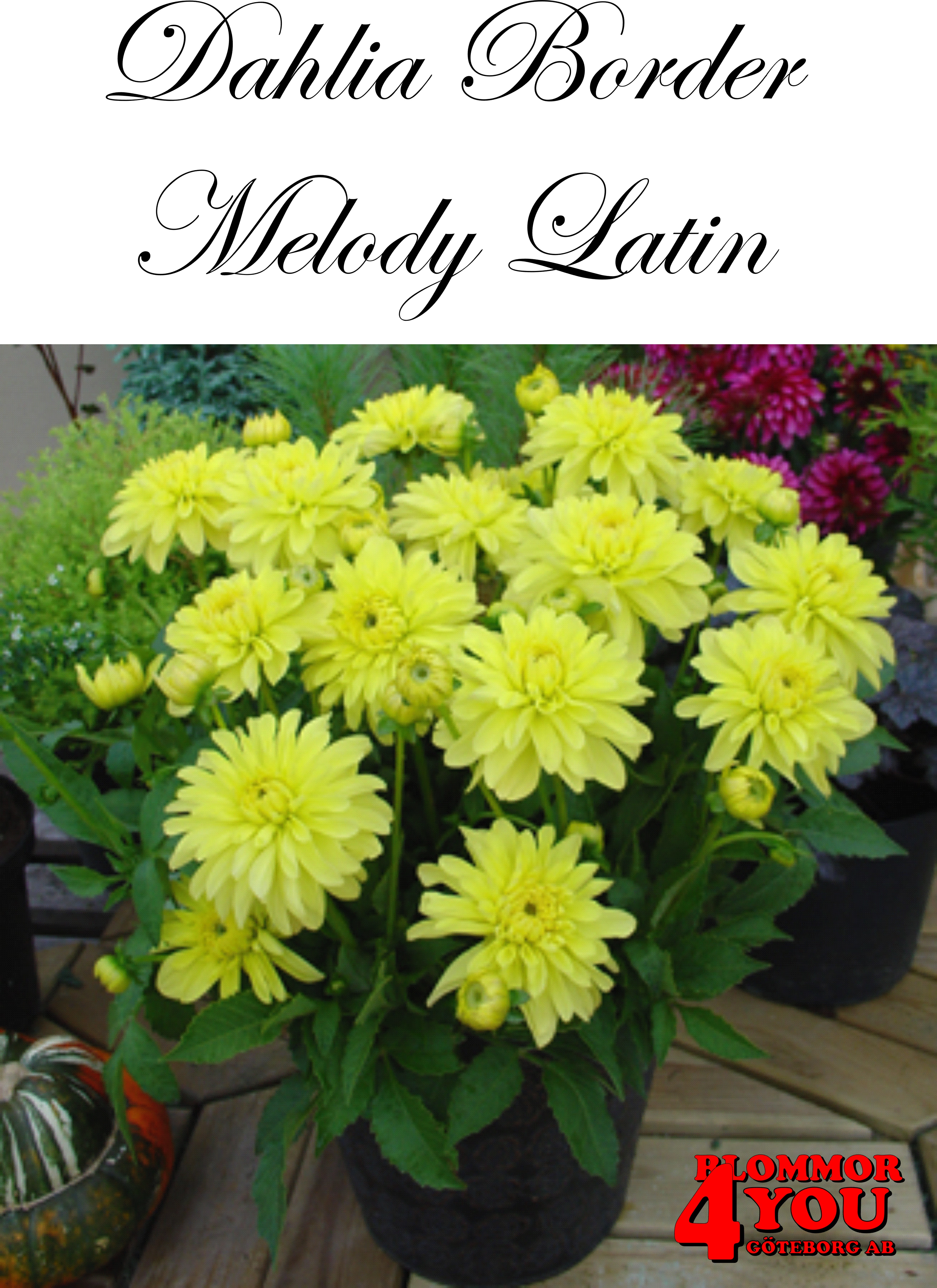 Dahlia Melody Latin