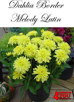 Dahlia Melody Latin