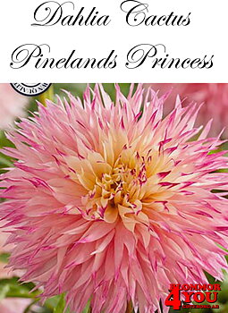 Dahlia Pinelands princess