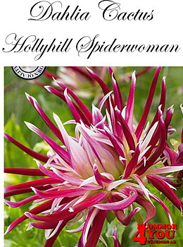 Dahlia Hollyhill Spiderwoman