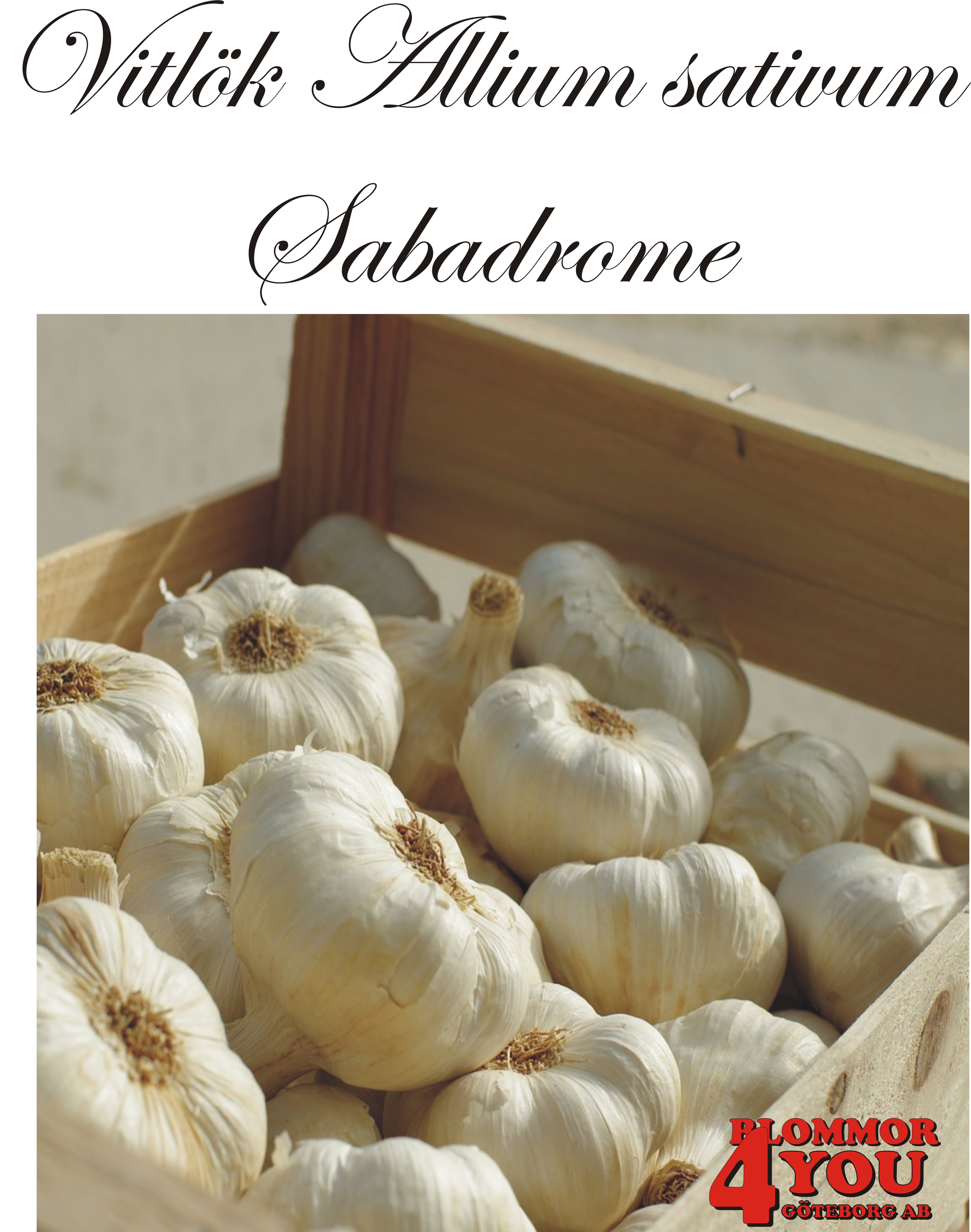 Vitlök   Allium sativum  SABADROME +60