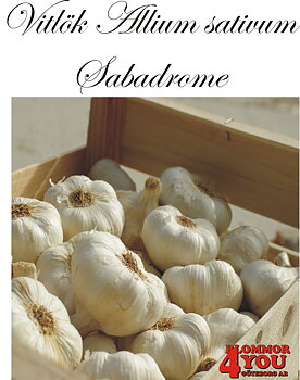 Vitlök   Allium sativum  SABADROME +60