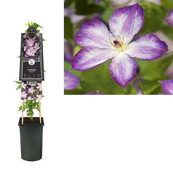 Clematis Pernille PBR  A-kv C2