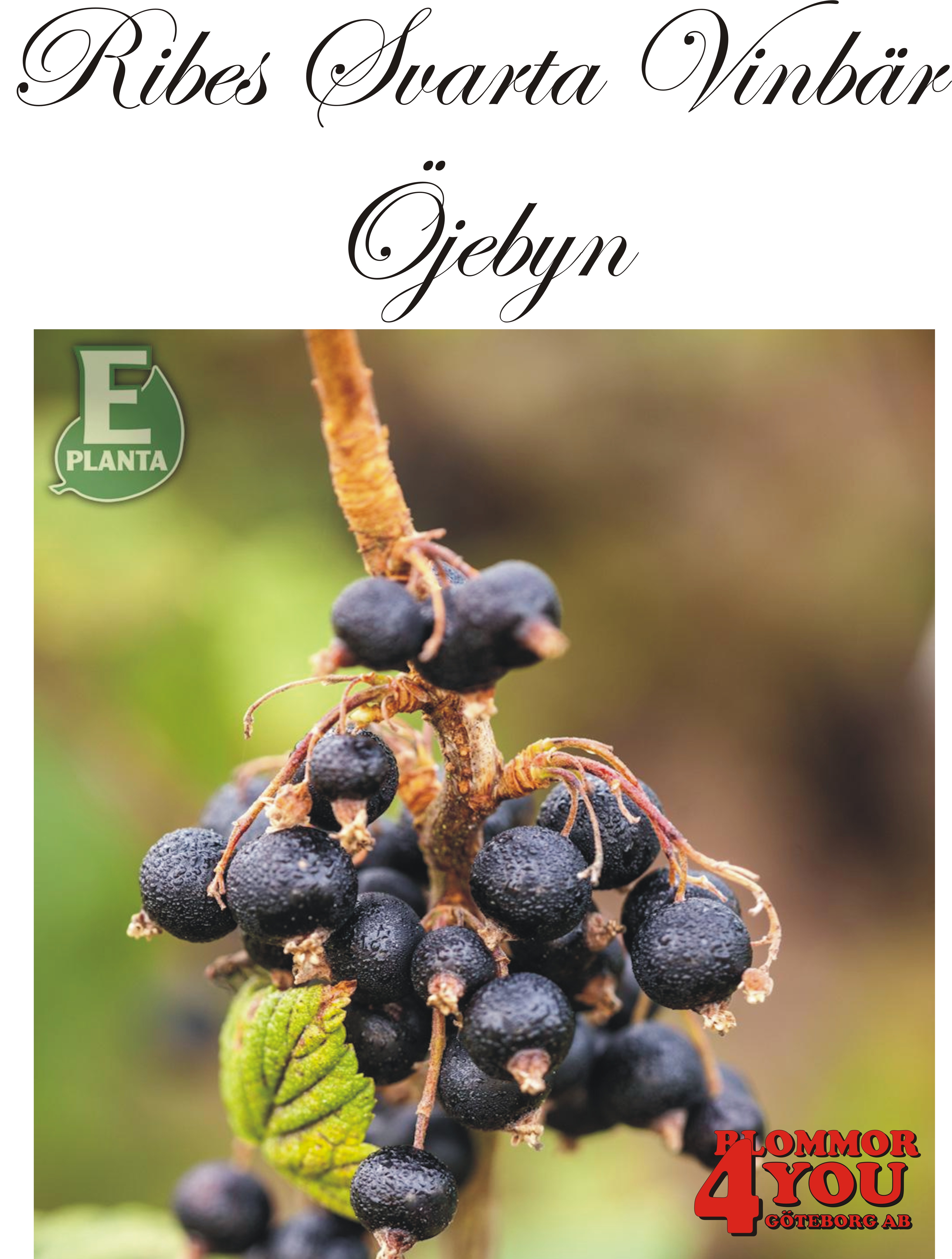 Ribes nigrum  (Svarta vinbär)    ÖJEBYN     (cert) E  Busk C3,5