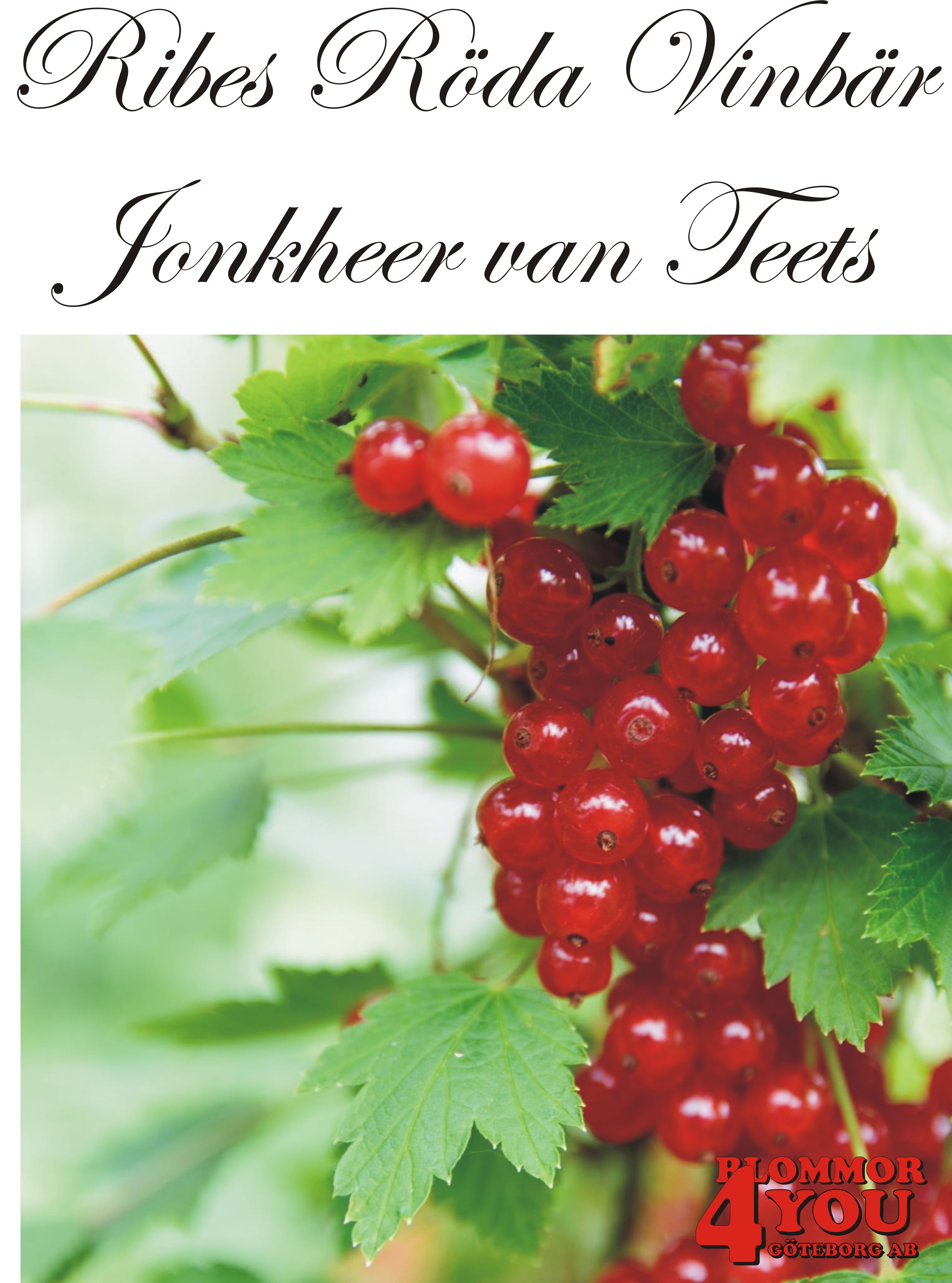 Ribes (Röda Vinbär) JONKHEER VAN TEETS    (CAC)    Busk C3,5