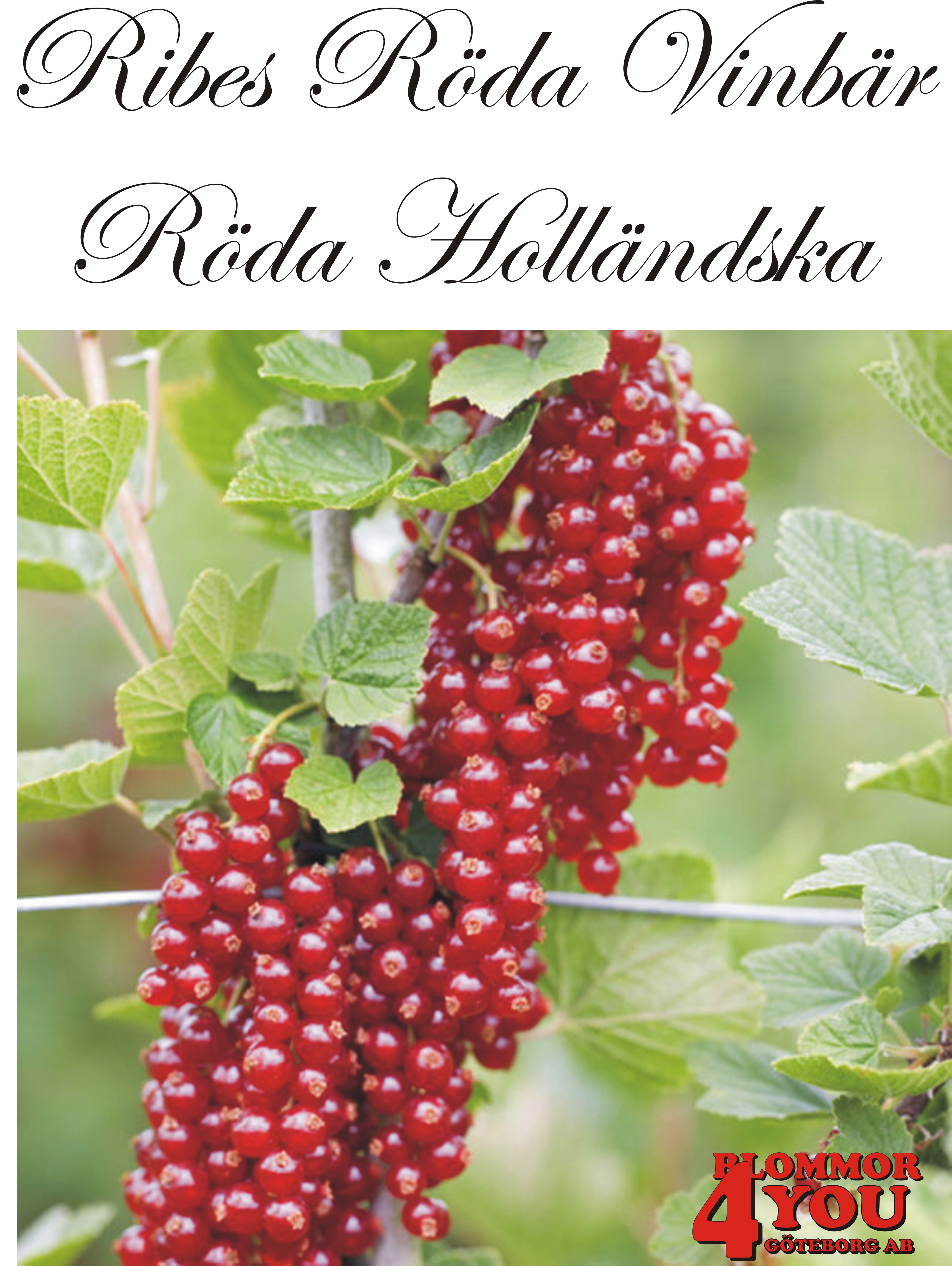 Ribes (Röda Vinbär) RÖDA HOLLÄNDSKA   (CAC)    Busk C3,5