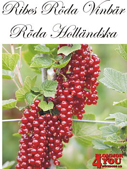 Ribes (Röda Vinbär) RÖDA HOLLÄNDSKA   (CAC)    Busk C3,5