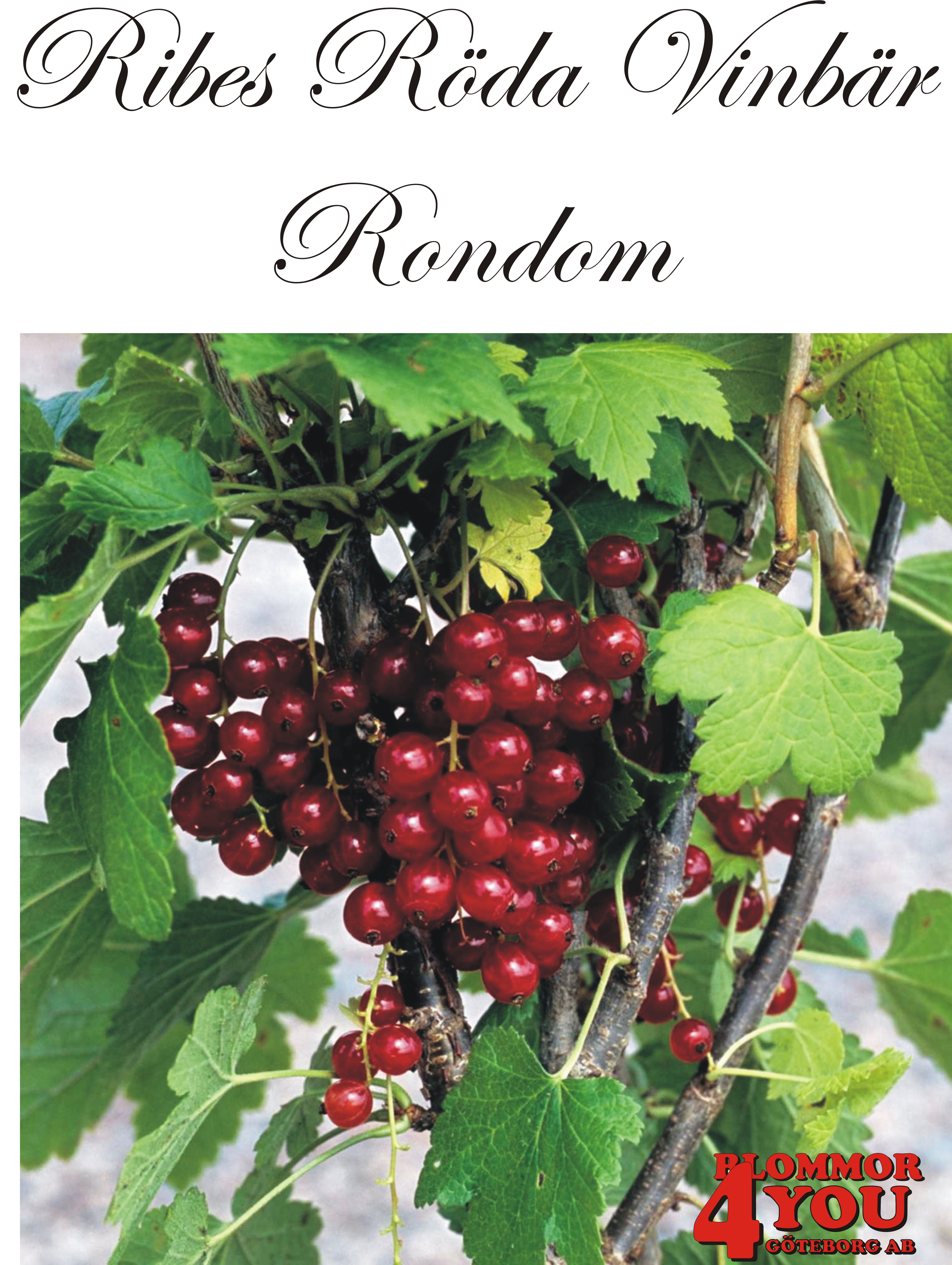 Ribes (Röda Vinbär) RONDOM  (CAC)   Busk C3,5