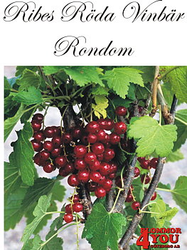Ribes (Röda Vinbär) RONDOM  (CAC)   Busk C3,5