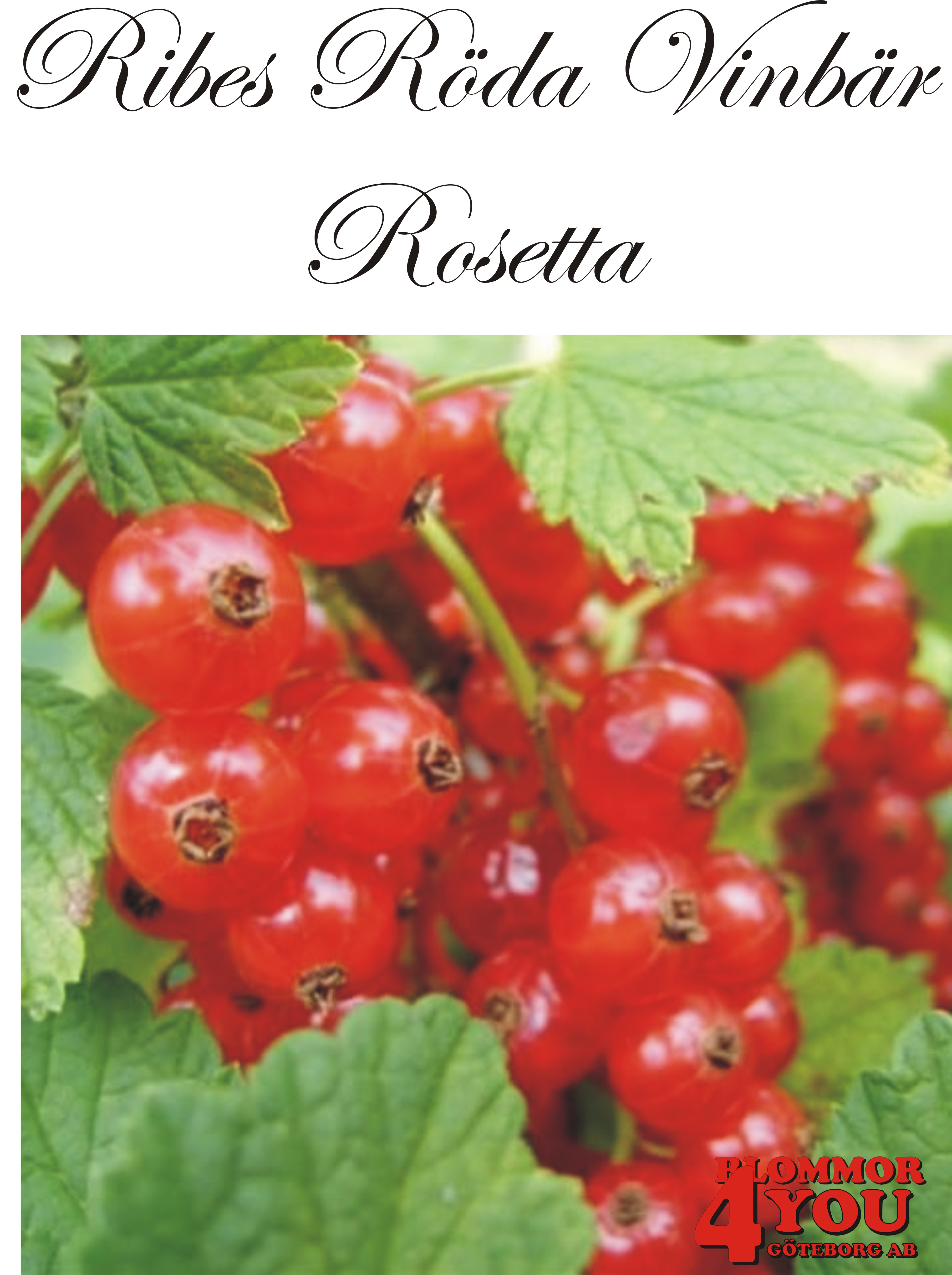 Ribes (Röda Vinbär) ROSETTA   (CAC)    Busk C3,5