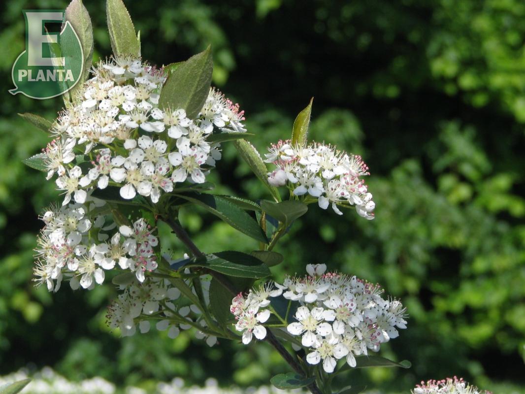 Aronia melanocarpa Hugin  Häck 1/1 50-80  cm - 6