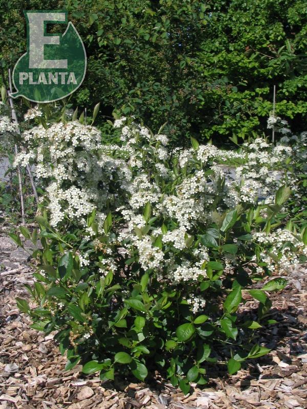 Aronia melanocarpa Hugin  Häck 1/1 50-80  cm - 5