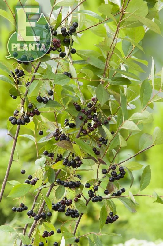 Aronia melanocarpa Hugin  Häck 1/1 50-80  cm - 2