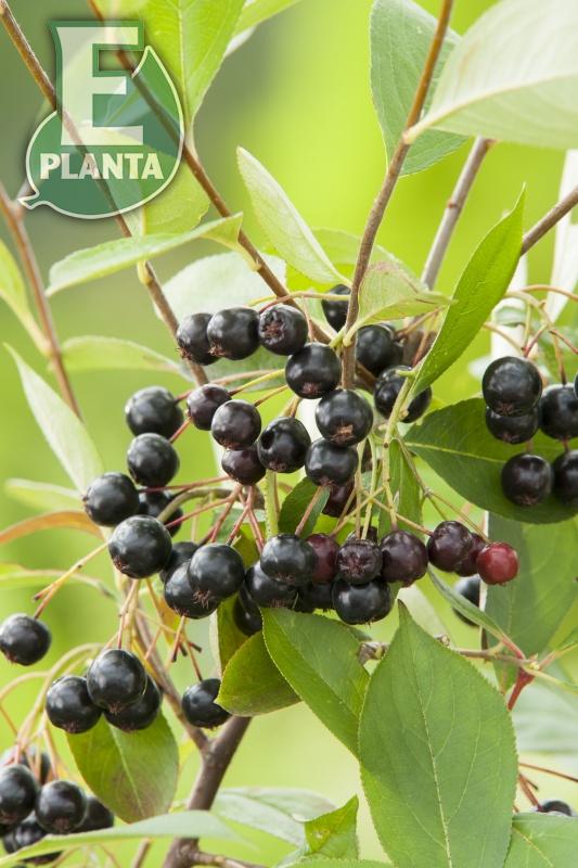 Aronia melanocarpa Hugin  Häck 1/1 50-80  cm - 3