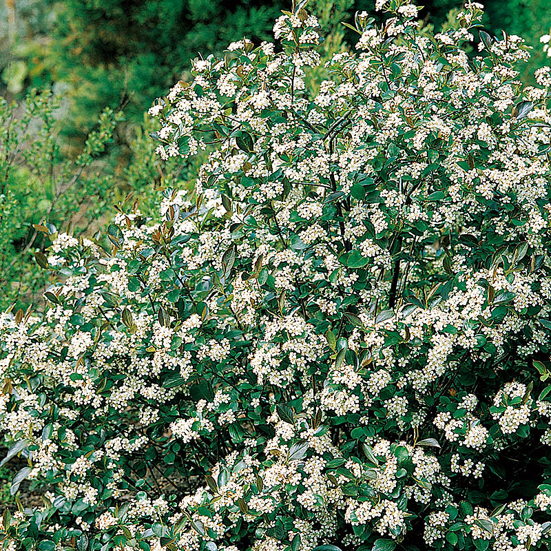 Aronia melanocarpa Hugin  Häck 1/1 50-80  cm