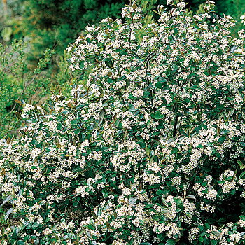 Aronia melanocarpa Hugin  Häck 1/1 50-80  cm