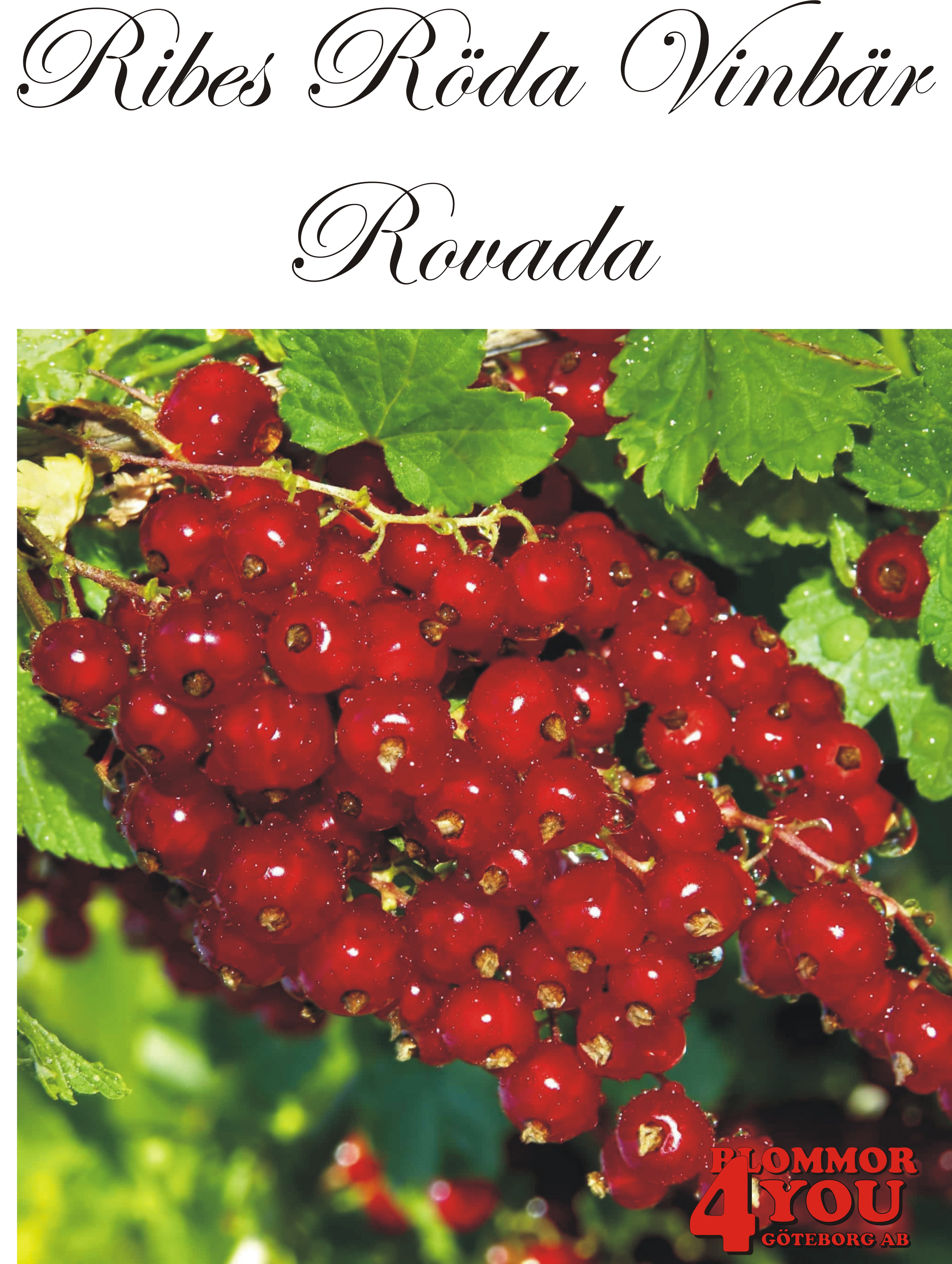 Ribes (Röda Vinbär) ROVADA   (CAC)    Busk C3,5