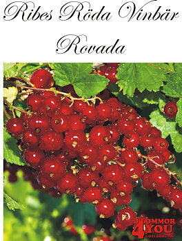 Ribes (Röda Vinbär) ROVADA   (CAC)    Busk C3,5