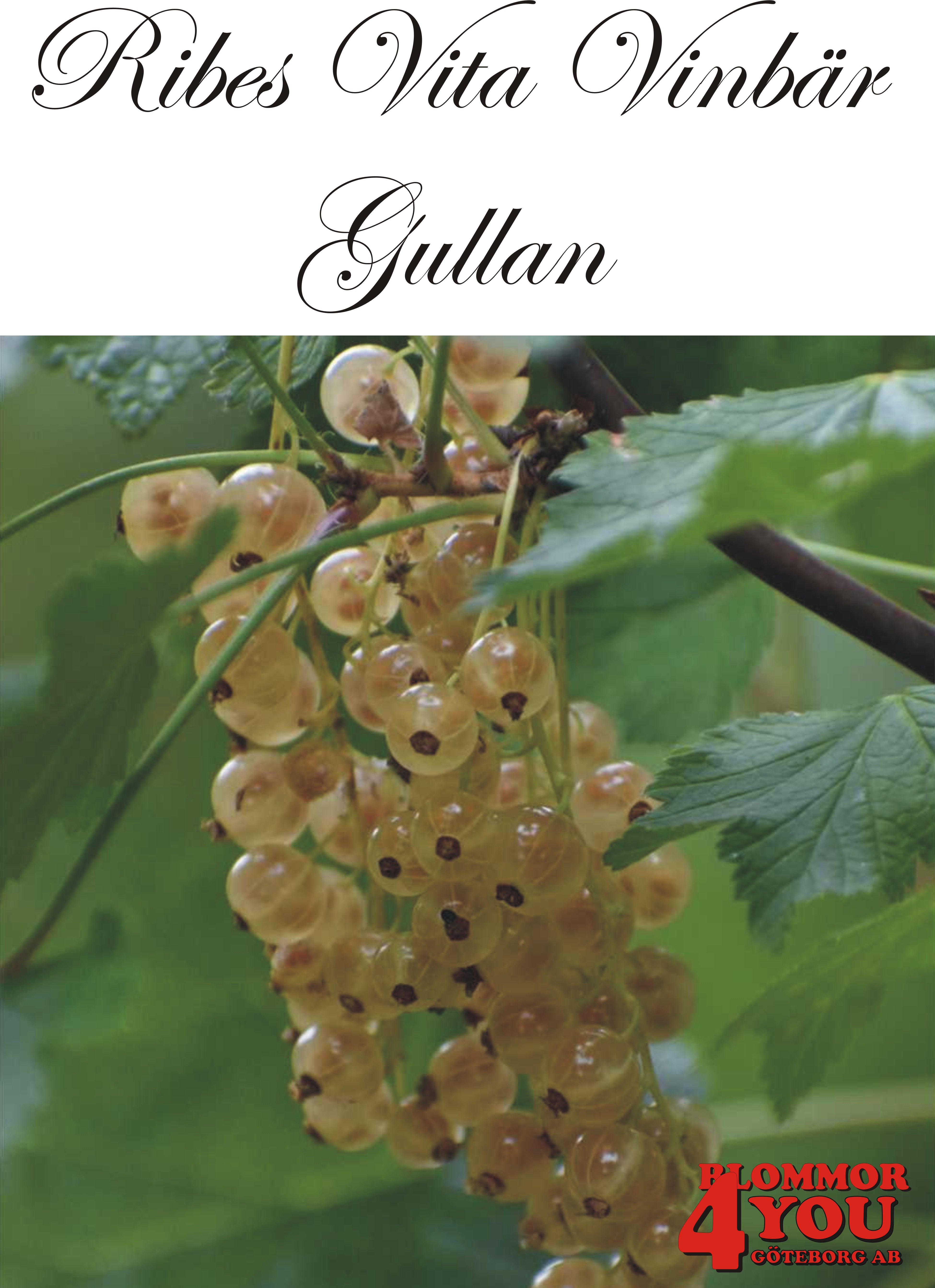 Ribes (Vita Vinbär) GULLAN   (cert)   Busk C3,5