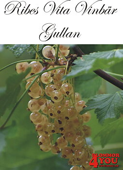 Ribes (Vita Vinbär) GULLAN   (cert)   Busk C3,5