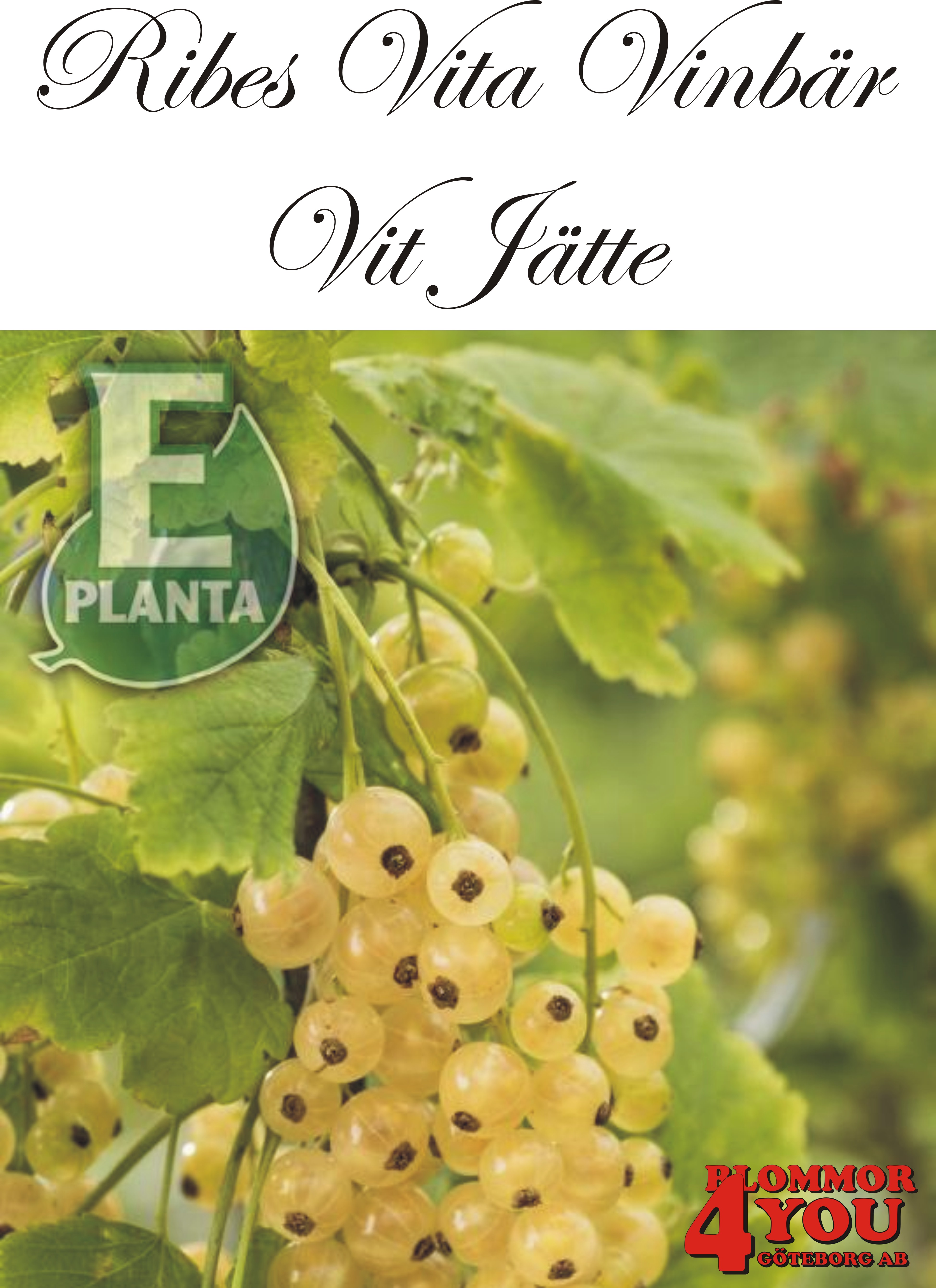 Ribes (Vita Vinbär) VIT JÄTTE   E (EPS-cert) Busk C3,5