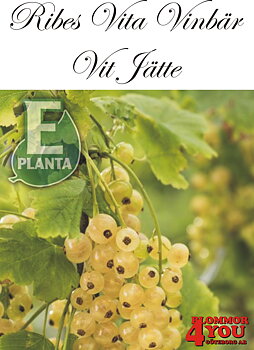 Ribes (Vita Vinbär) VIT JÄTTE   E (EPS-cert) Busk C3,5