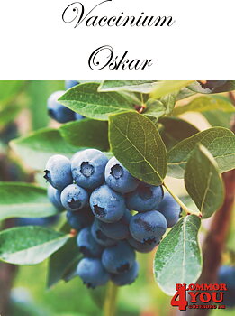 Amerikanskt blåbär  Vaccinium ( Angustifolium) OSKAR (EPS-cert) Busk C2