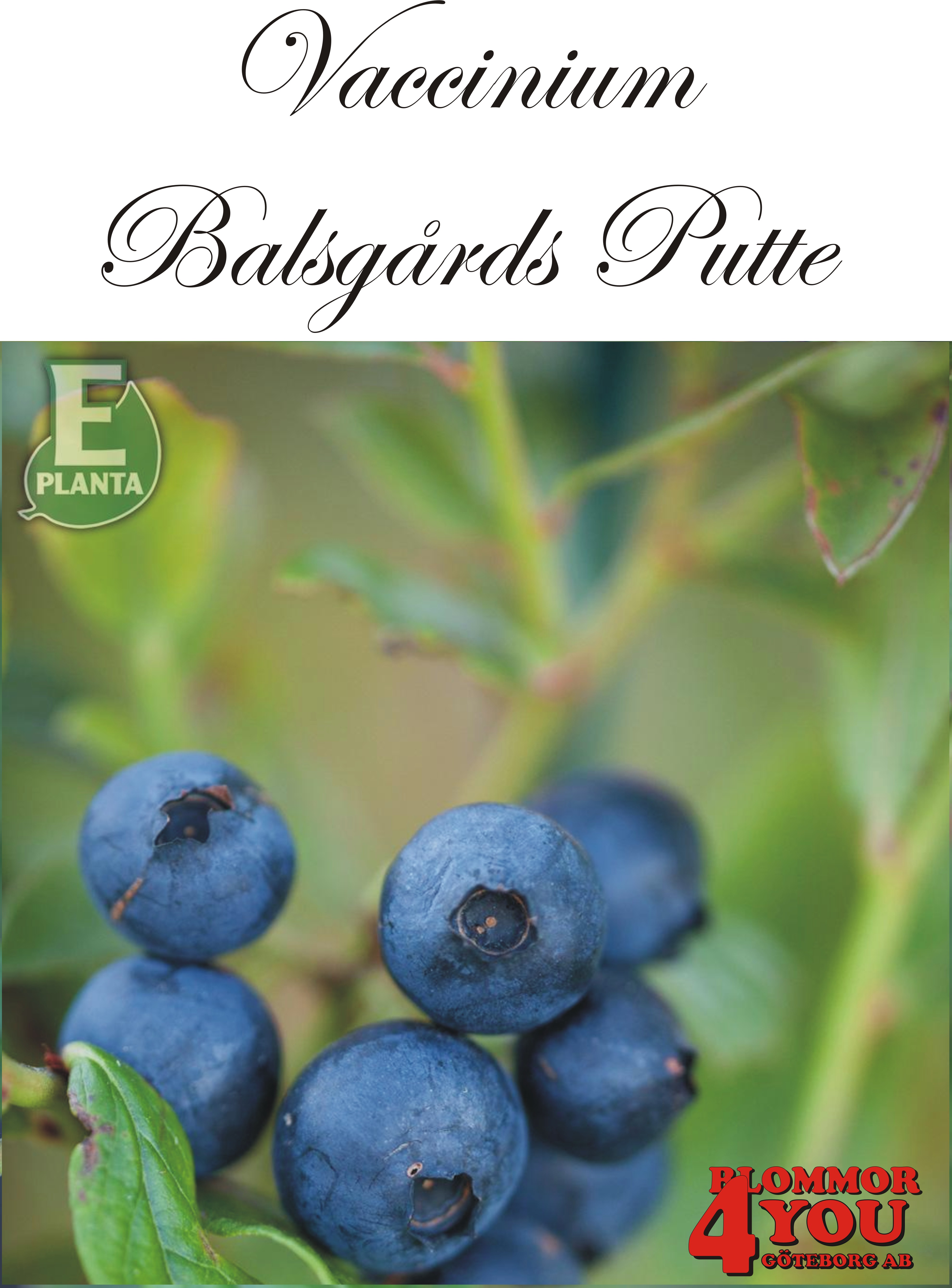 Amerikanskt blåbär  Vaccinium (Angustifolium) BALSGÅRD PUTTE* (cert)   Busk C2