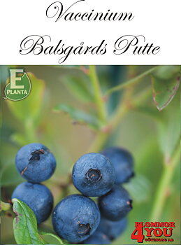 Amerikanskt blåbär  Vaccinium (Angustifolium) BALSGÅRD PUTTE* (cert)   Busk C2