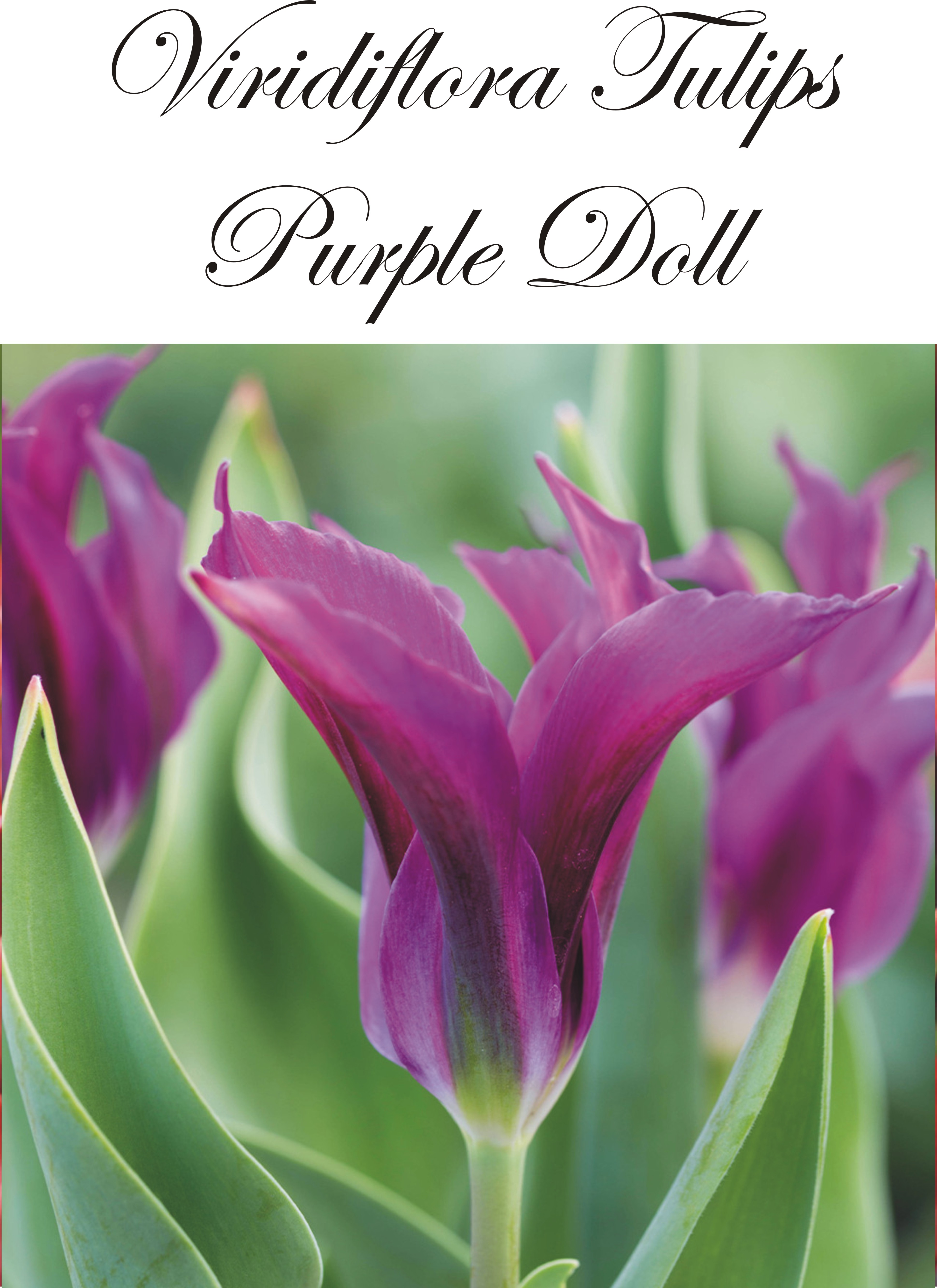 80365  PURPLE DOLL    VIRIDIFLORATULPAN