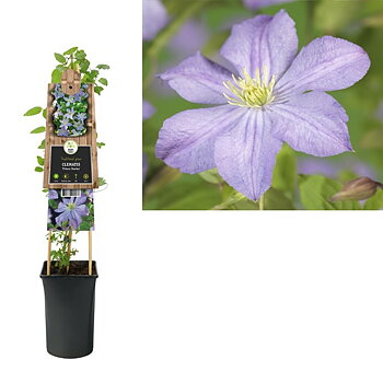 Clematis 'Prince Charles'  A-kv C2