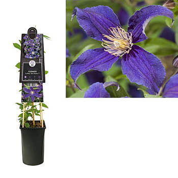 Clematis So Many® Blue Flowers PBR A-kv C2