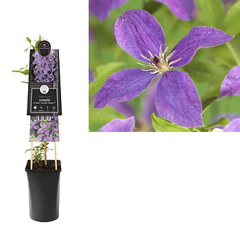 Clematis So Many® Lavender Flowers PBR A-kv C2