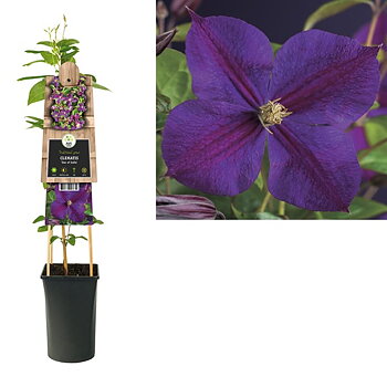 Clematis 'Star of India' A-kv C2